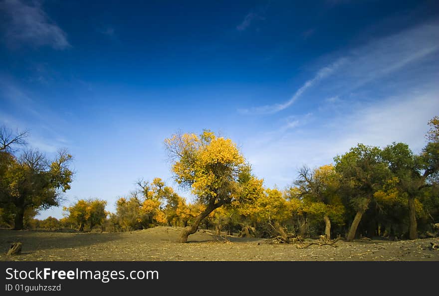 Forest and tree, beautiful sky