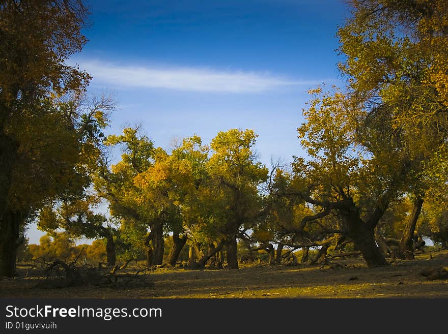 Forest and tree, beautiful sky