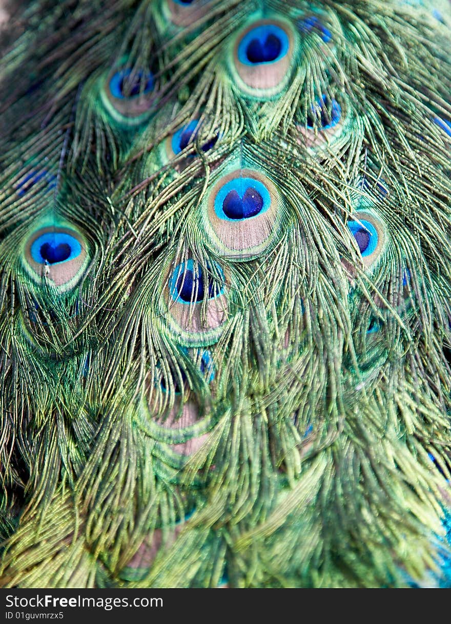 Peacock feather