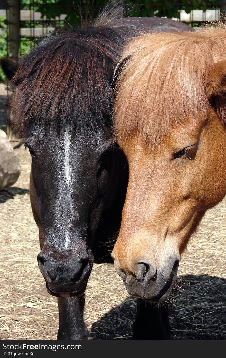 Two horses, one black and one brown