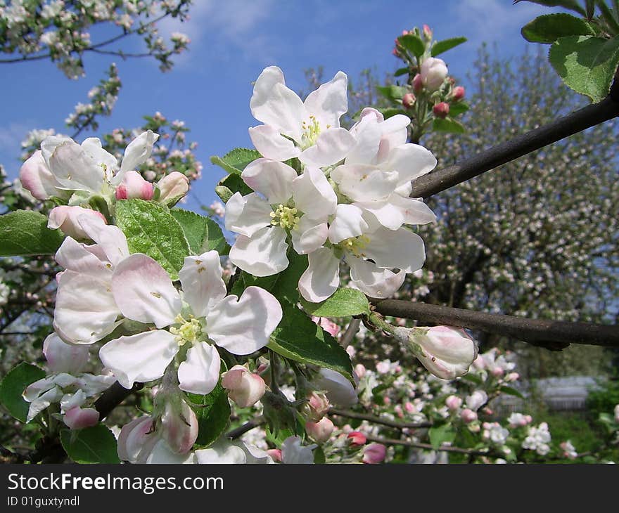 Blossoming branch of an apple-tree