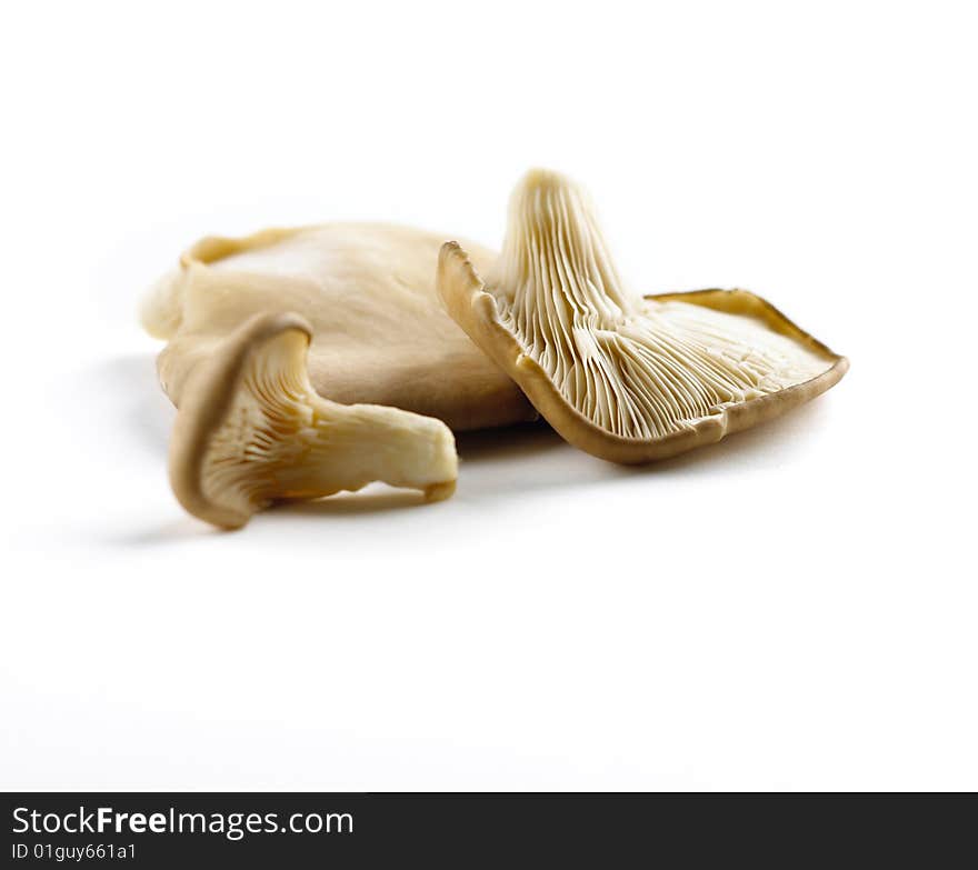 Mushrooms isolated on white background. Mushrooms isolated on white background