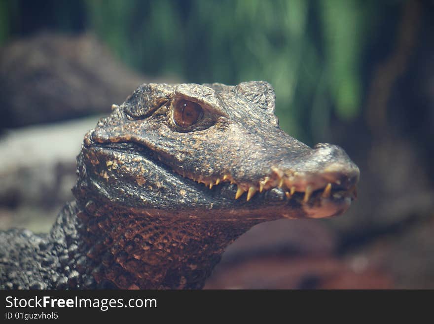 Nile Croccodyle waiting to eat. Nile Croccodyle waiting to eat