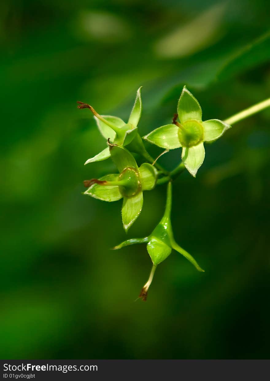 The branch has deflorate shrubs with inflorescences. The branch has deflorate shrubs with inflorescences