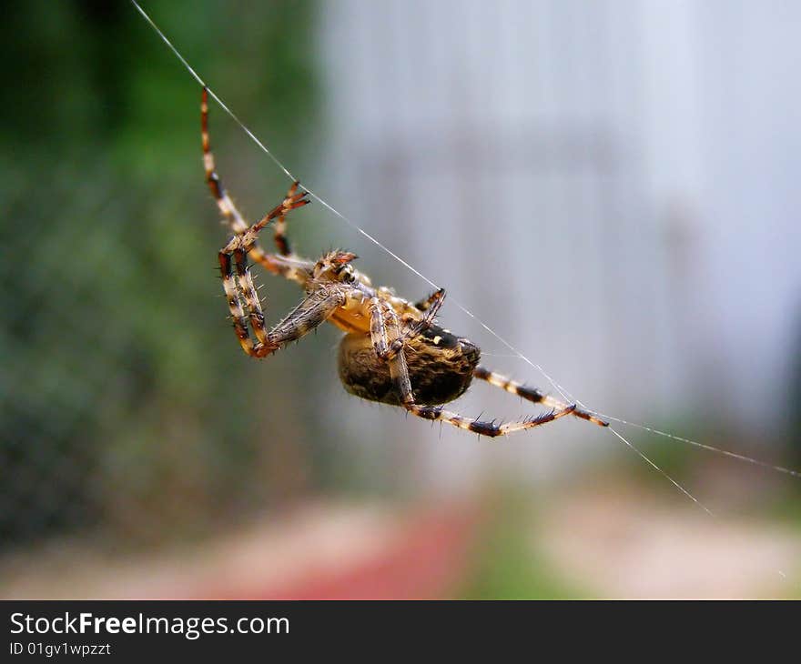 This is a hideous and ugly spider.