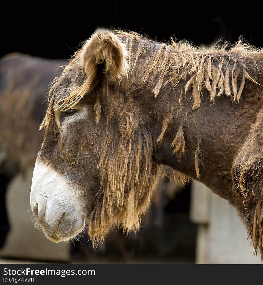 Poitou`s Donkey in its enclosure. Poitou`s Donkey in its enclosure