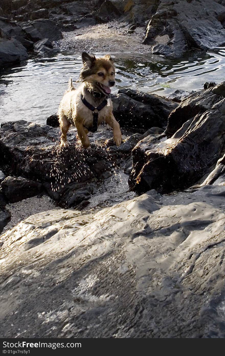 Dog swimming in the puddles at the beach. Dog swimming in the puddles at the beach