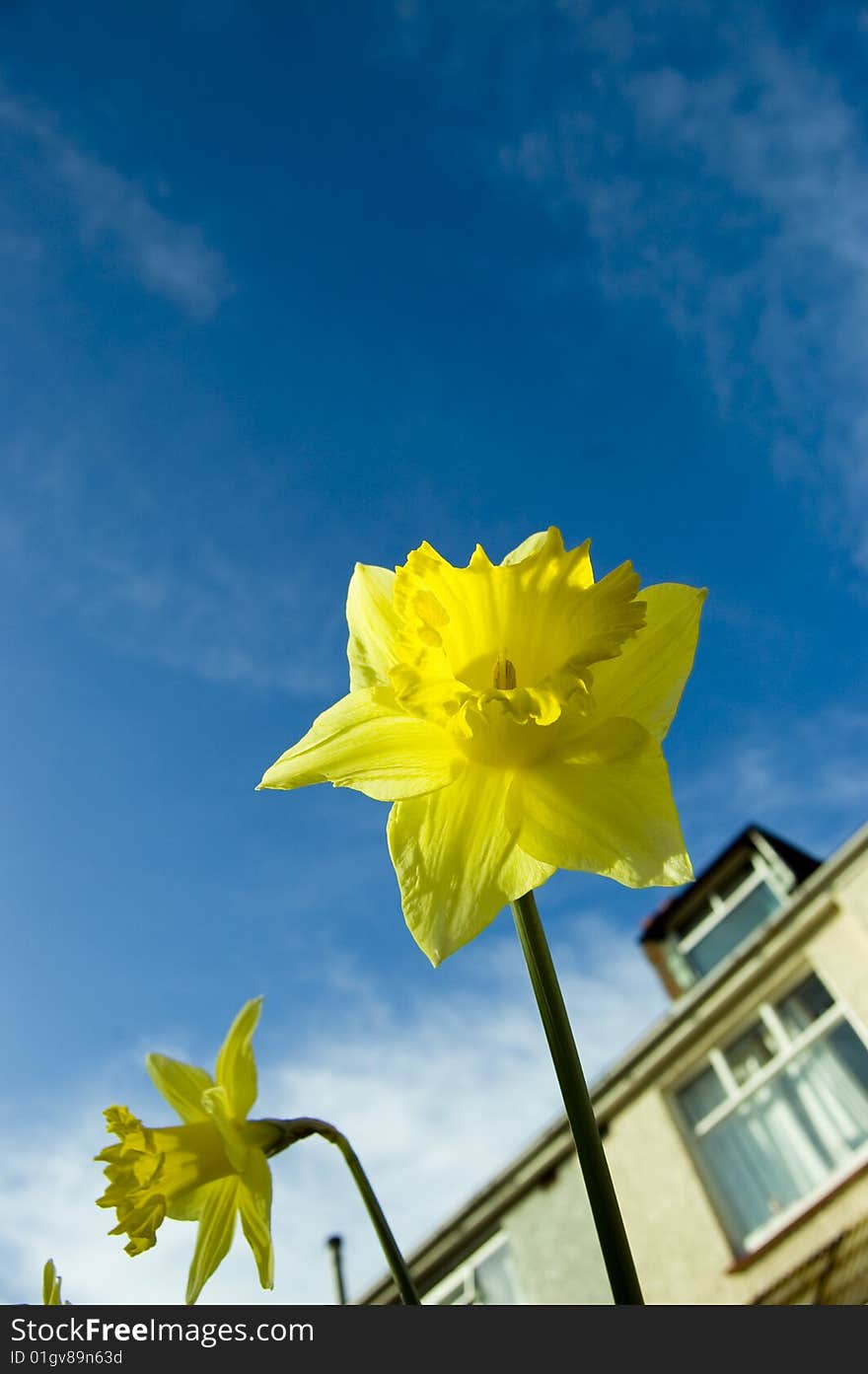 Daffodils and House