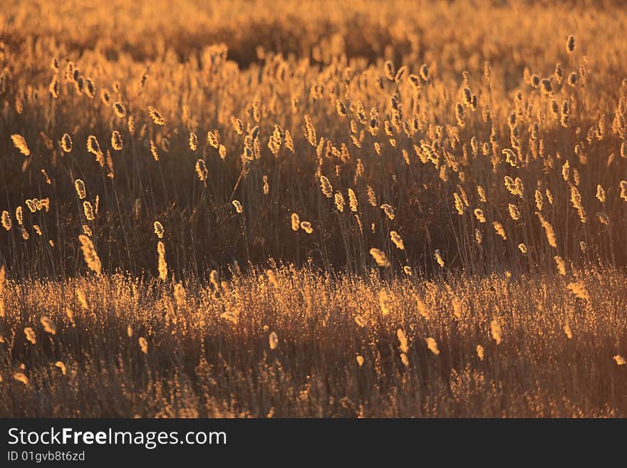 Field Of Backlit Common Reeds