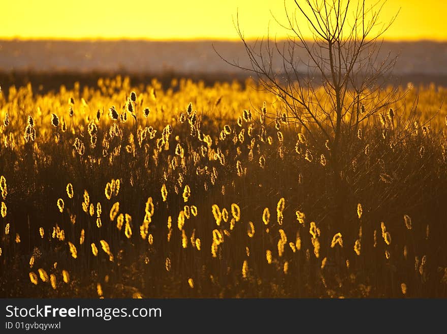 Sunrise backlighting Common Reeds (Phragmites australis) and a tree with the ocean in the background at Jones Beach State Park on Long Island, New York. Sunrise backlighting Common Reeds (Phragmites australis) and a tree with the ocean in the background at Jones Beach State Park on Long Island, New York.