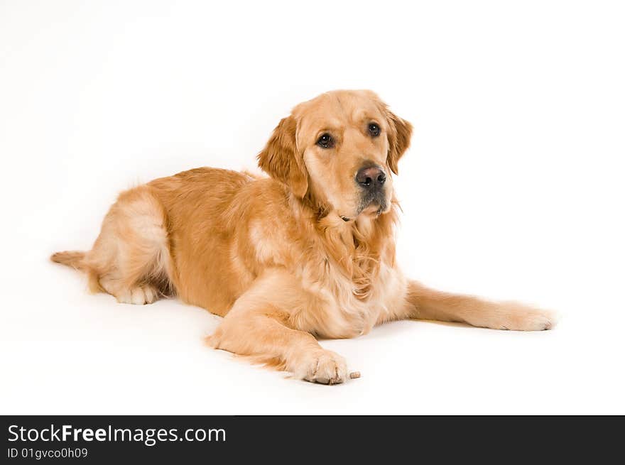 Portrait of a Golden Retriever with White background