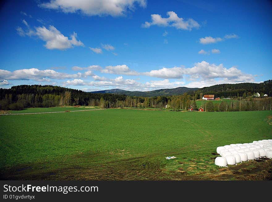 The green meadow covered by blue sky. The green meadow covered by blue sky