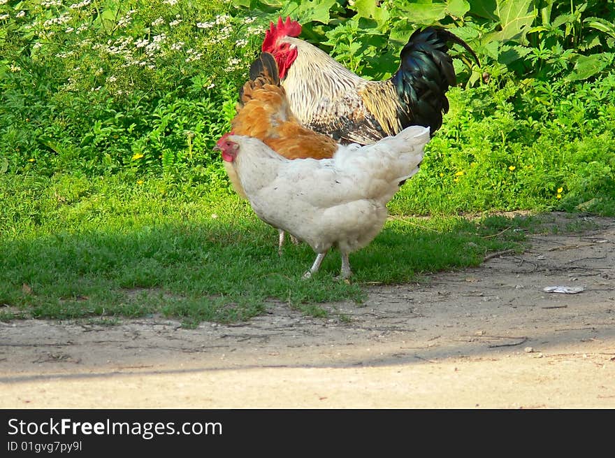 Hens on a green grass