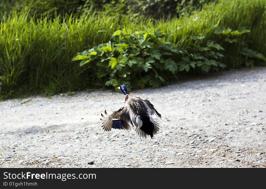 Duck takes flight