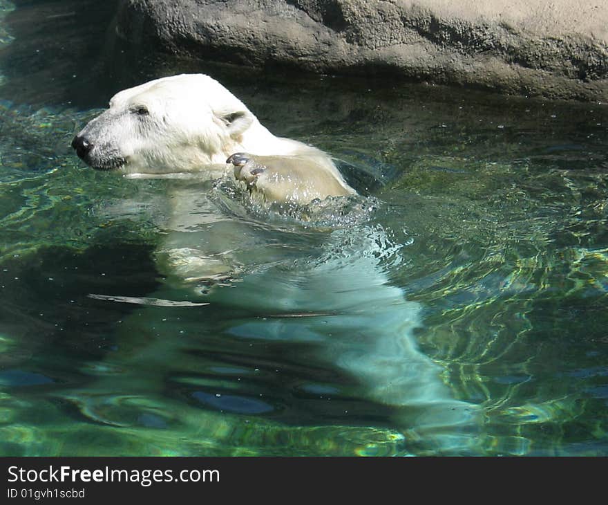 Polar bear in water