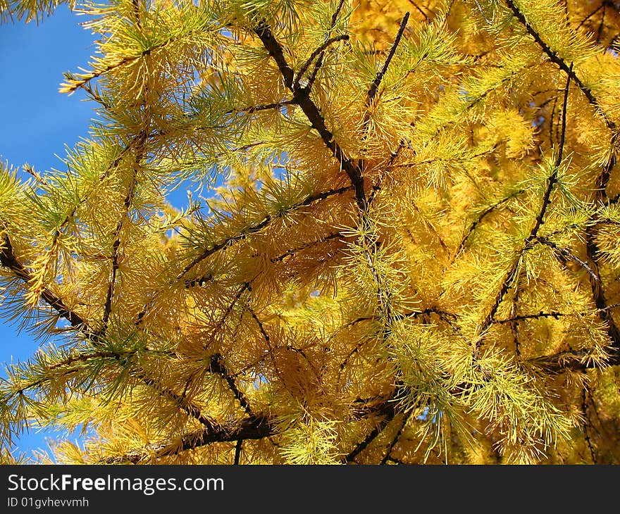 Larch Gold