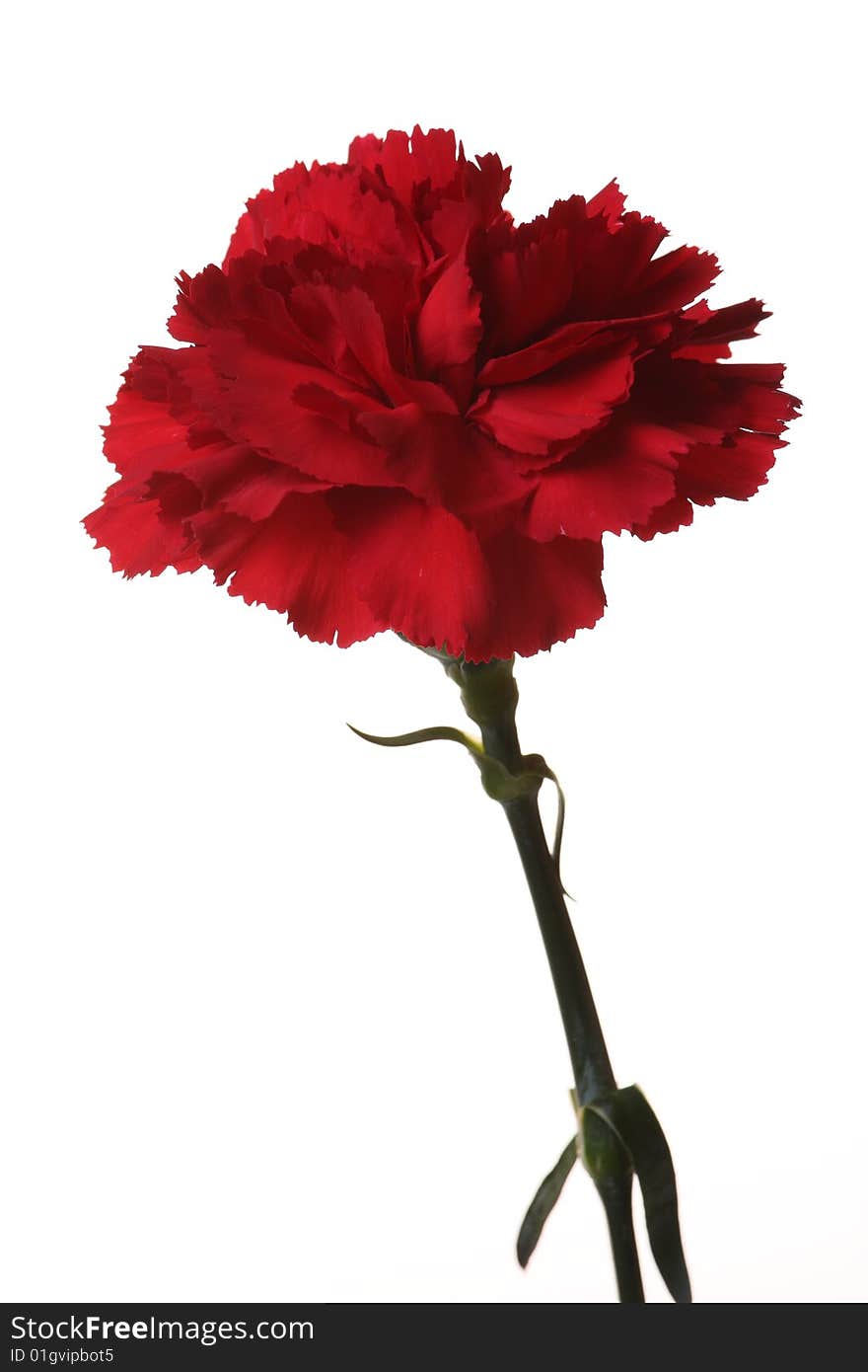 Two red carnations on a white background. Two red carnations on a white background.