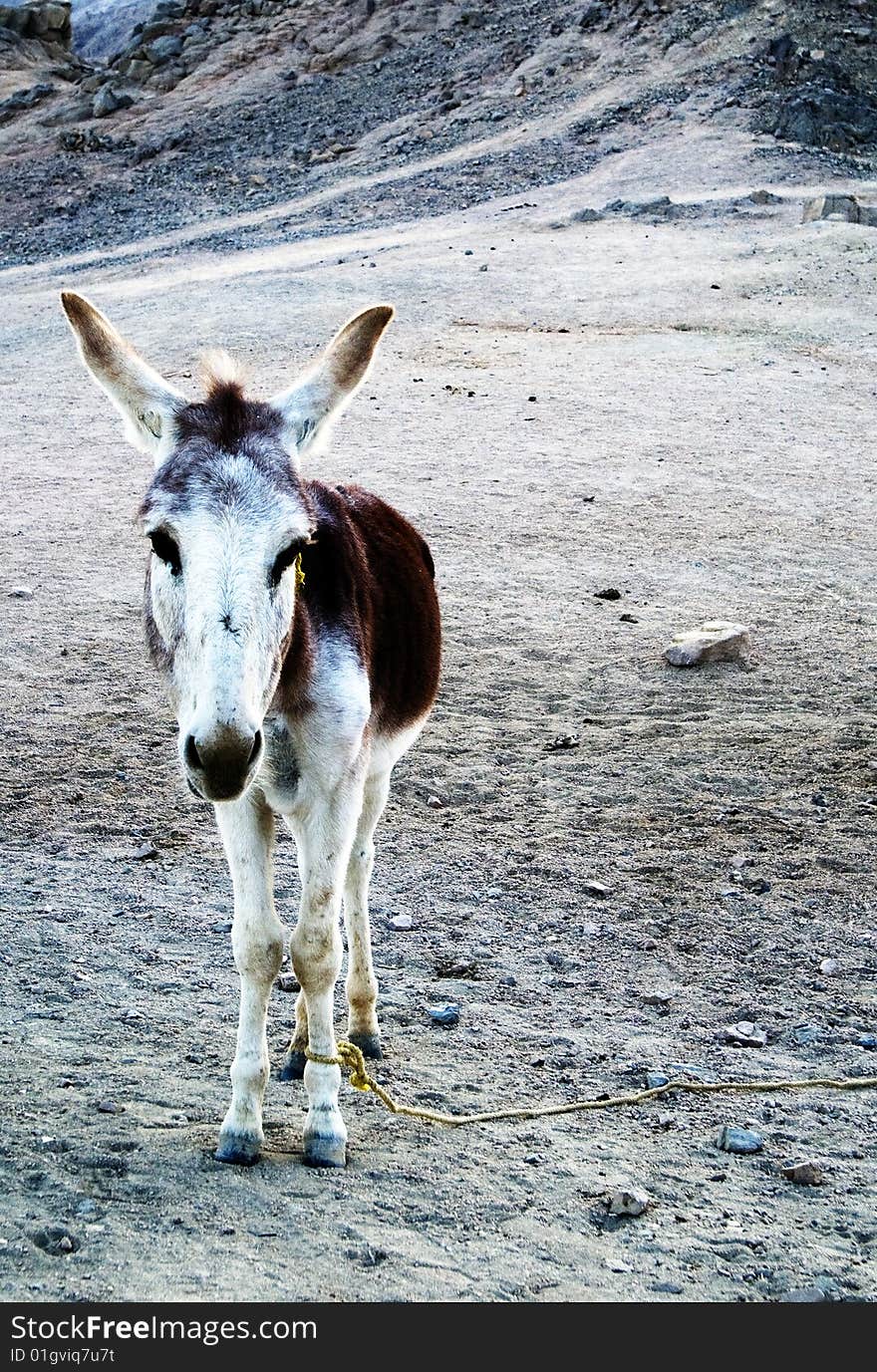 Working Donkey in Africa mountains