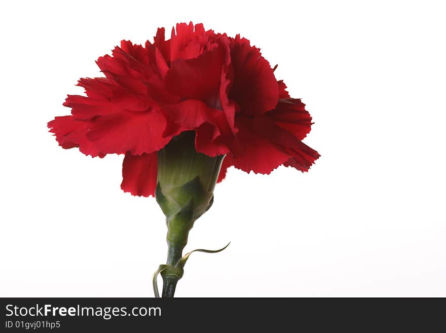 Two red carnations on a white background. Two red carnations on a white background.