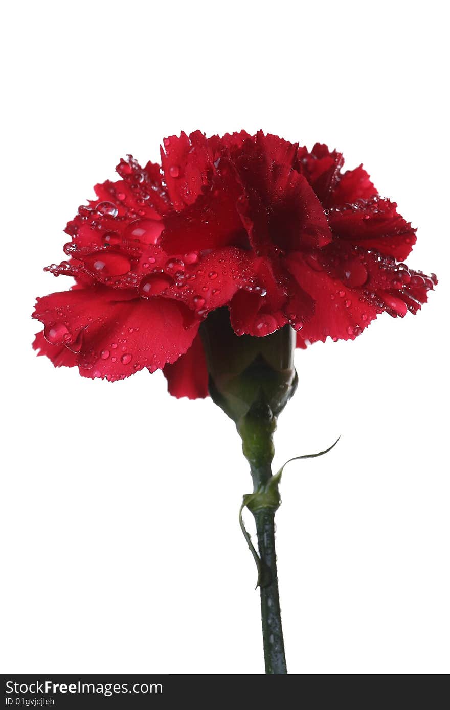 The red carnation and a drop of water.