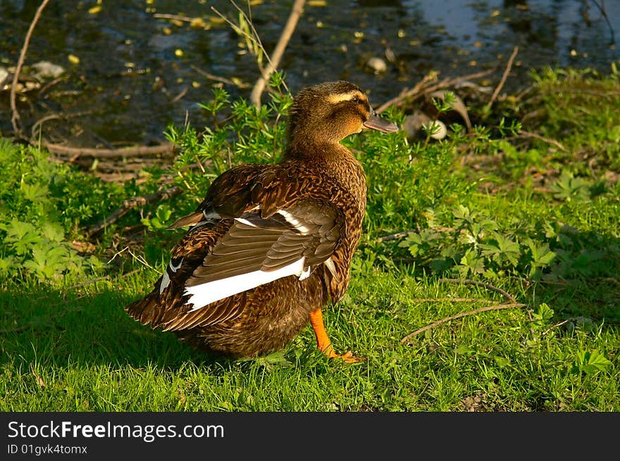 Wild-duck on a grass