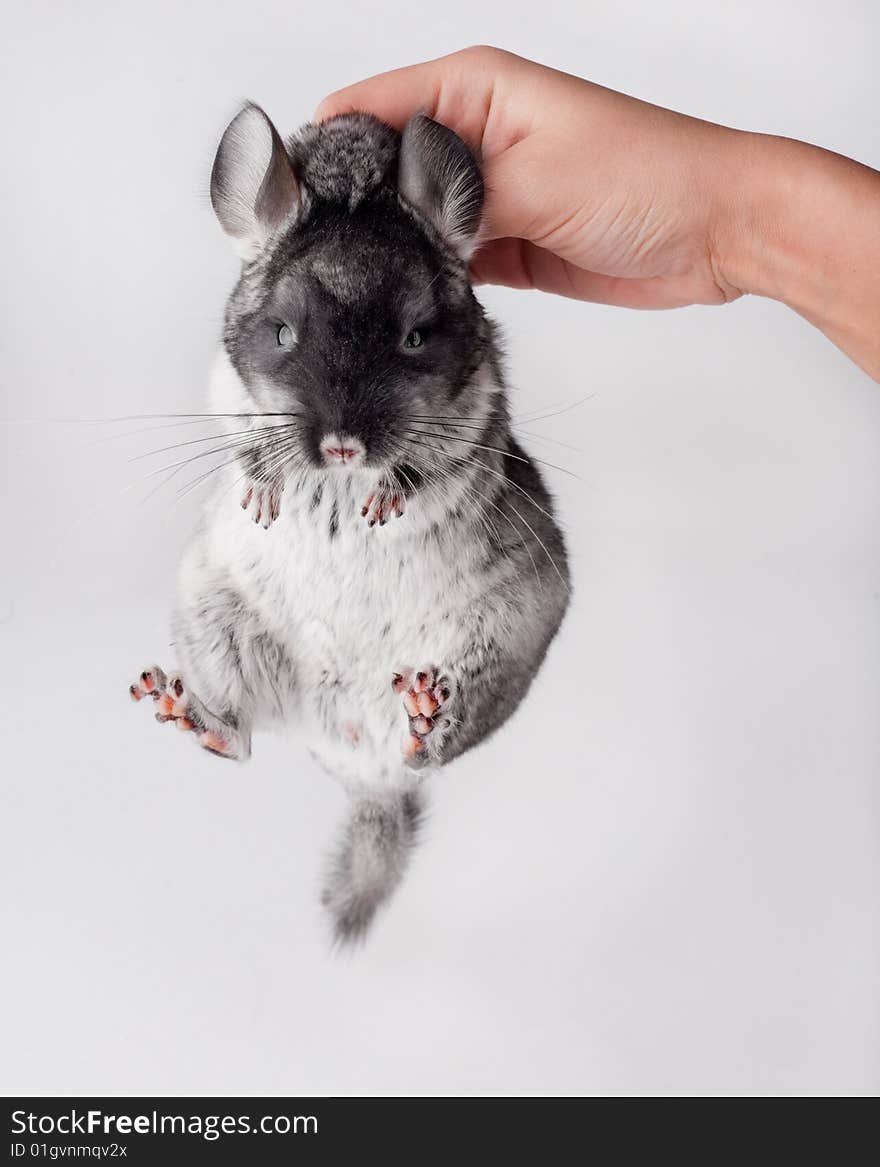 Small Chinchilla On White Background