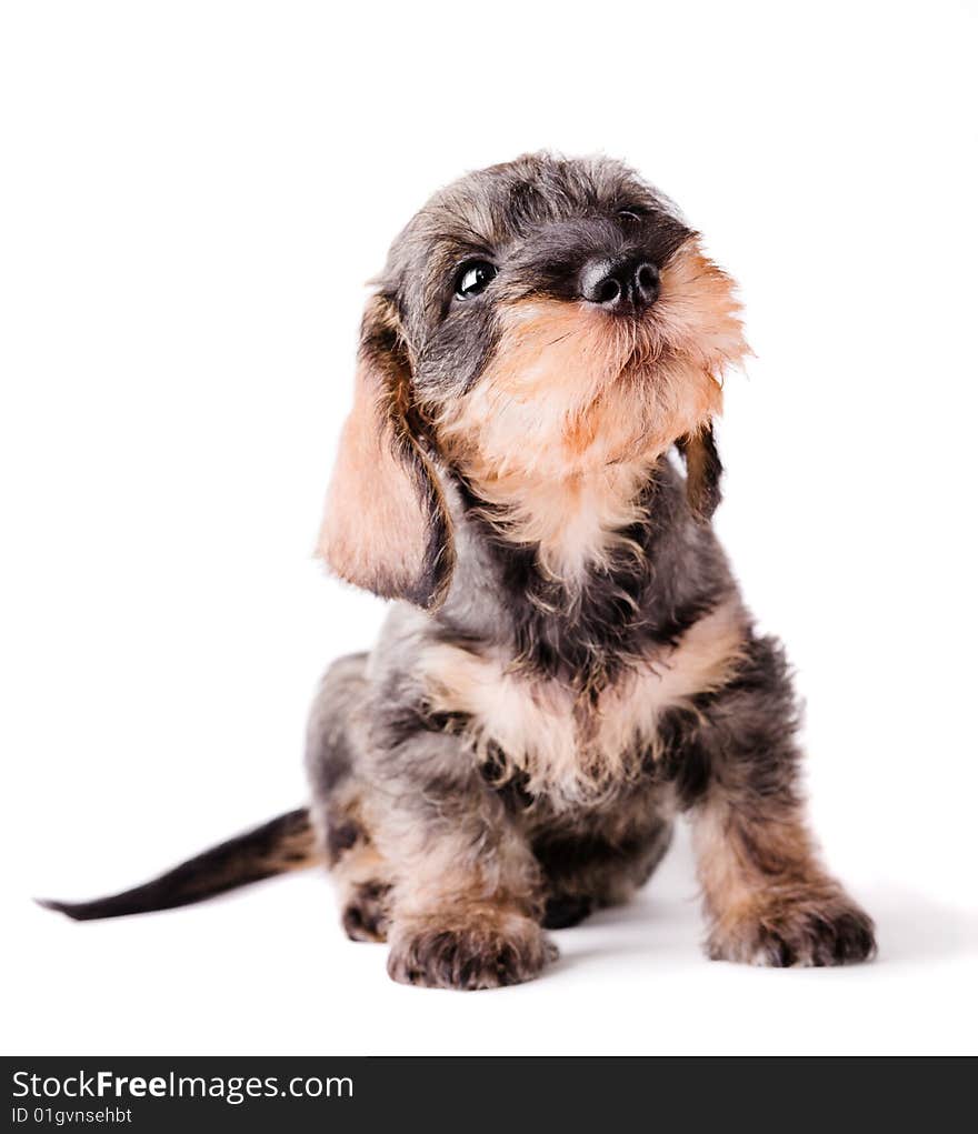 Small dachshund on white background