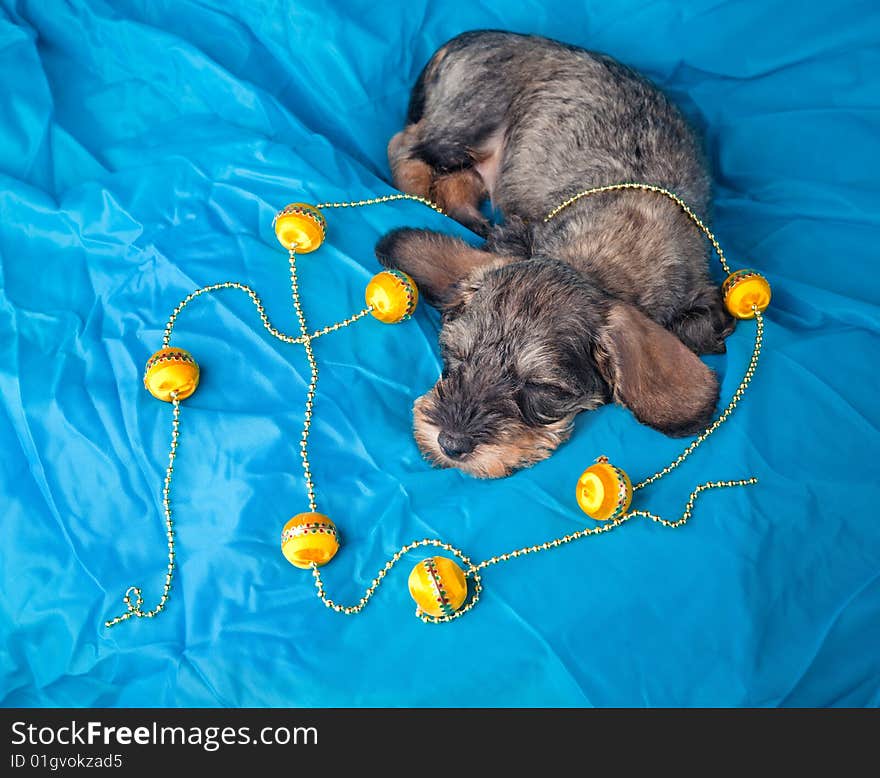 Small dachshund sleeping on blue background