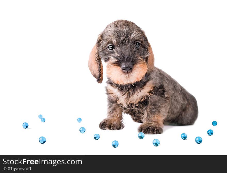 Small puppy among glue glass balls on white background