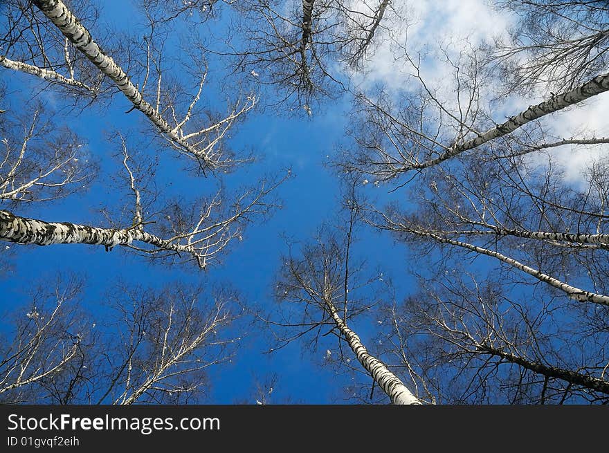 Blue sky, white clouds and top of trees at the beginning of spring. Blue sky, white clouds and top of trees at the beginning of spring.