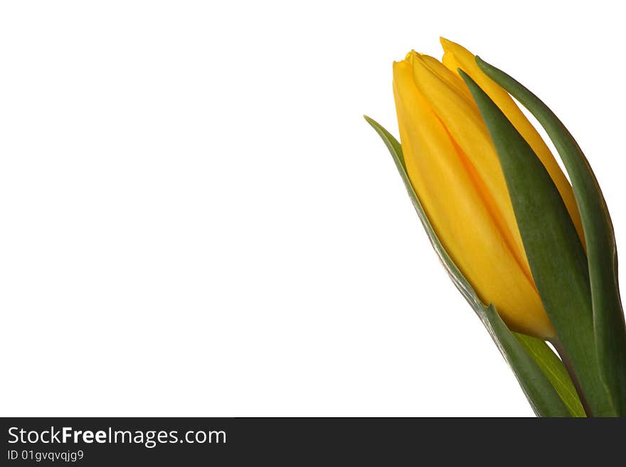 Yellow tulips on a white background. Yellow tulips on a white background.