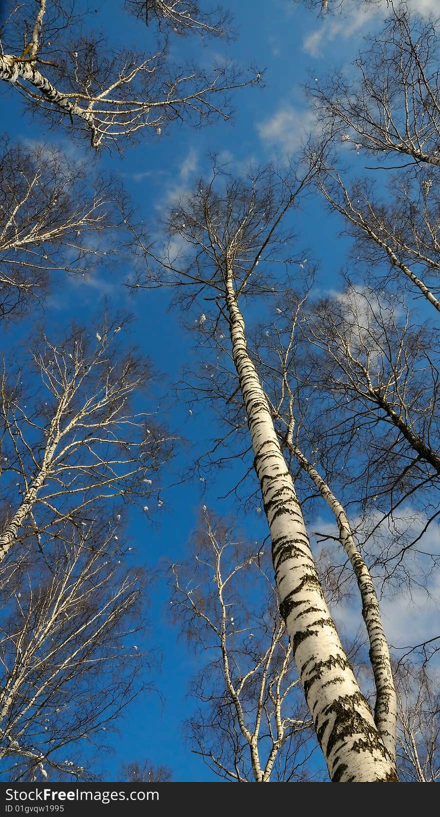 Blue sky, white clouds and top of trees.