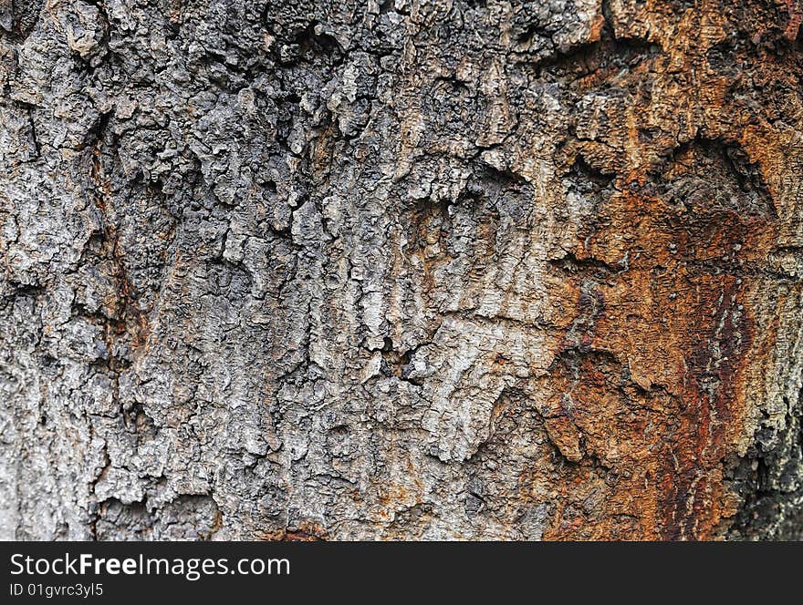 Tree bark texture by closrup. Tree bark texture by closrup