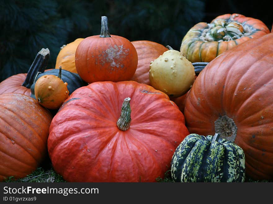 Some Very Beautiful Colored Pumpkins