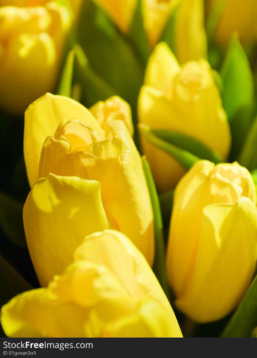 Fresh Tulips Bouquet In Warm Sunlight