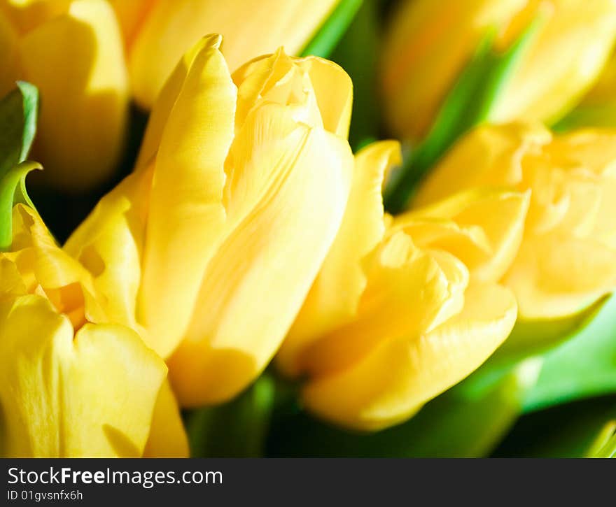 Fresh Tulips Bouquet In Warm Sunlight