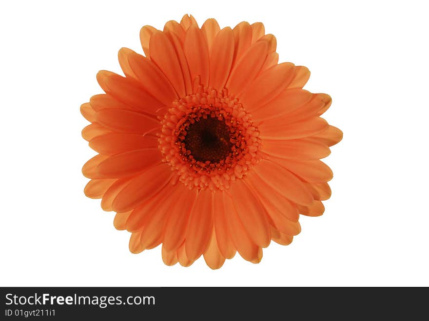 Red gerbera isolated on white