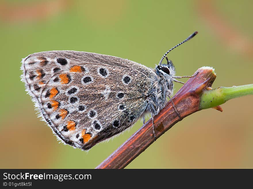 Autumn butterfly with a lot of waterdrops on it