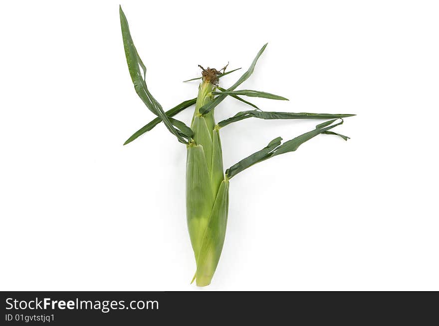 Freshly harvested corm on white. Freshly harvested corm on white