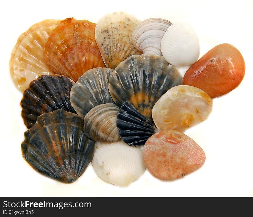 Seashells isolated over white background. Seashells isolated over white background