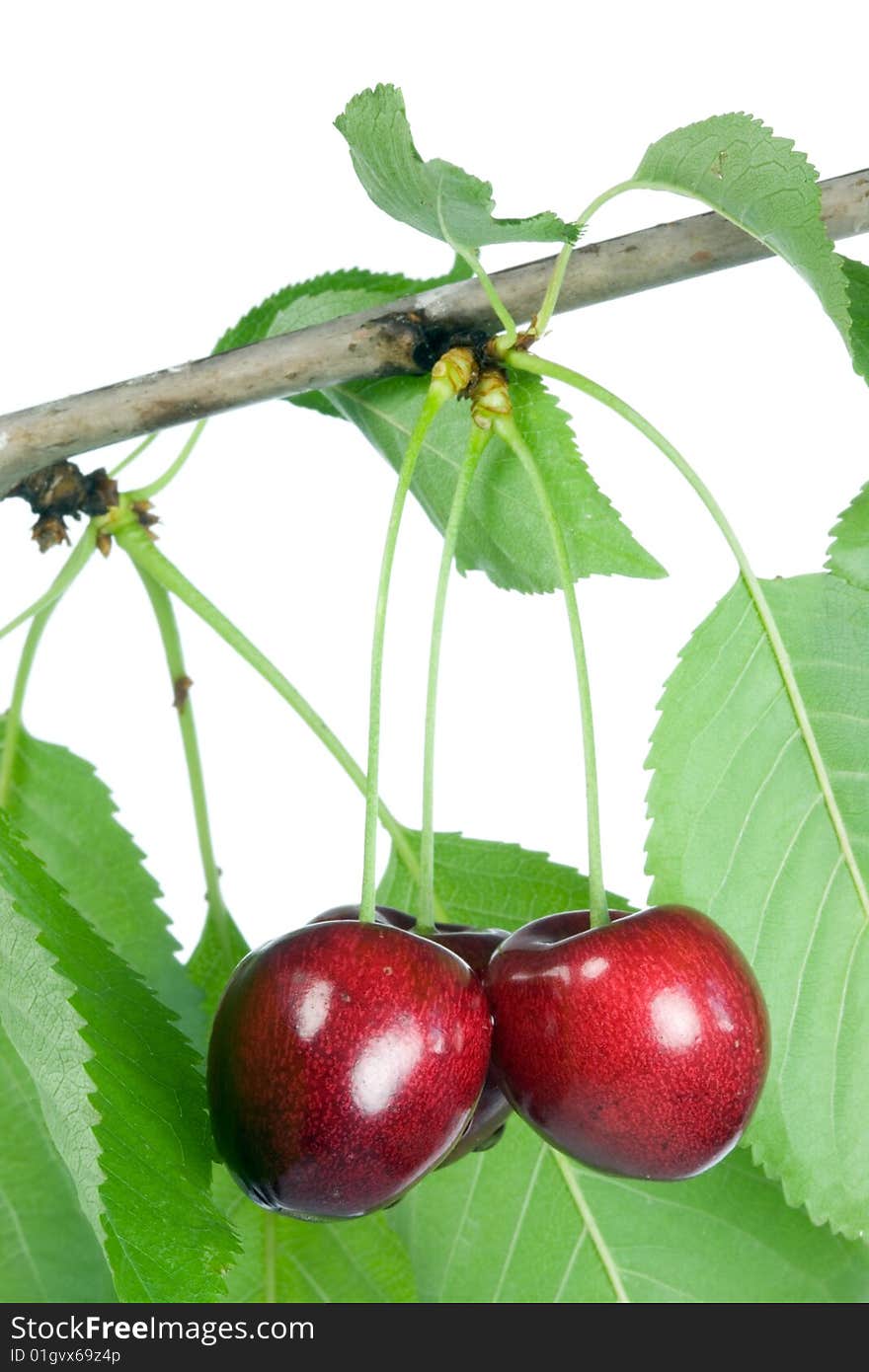 Three cherries with leaves on a white background. Three cherries with leaves on a white background.