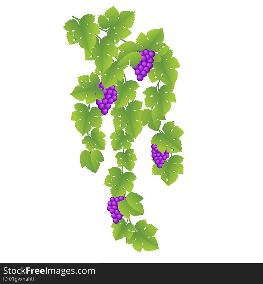 Grapes, vine on a white background. Vector illustration.