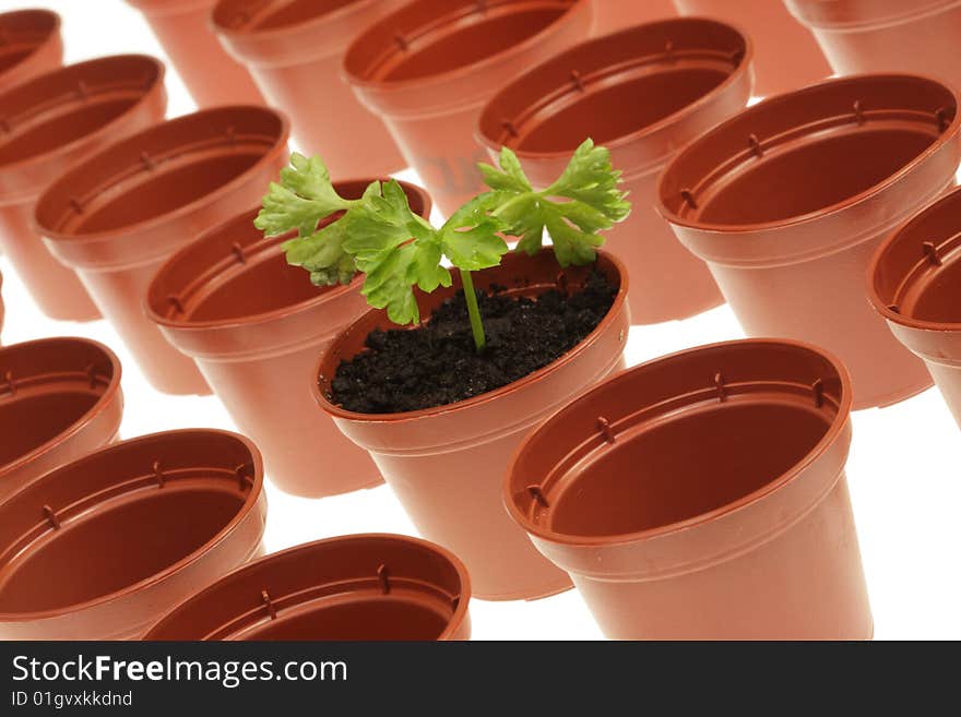 Parsley and flowerpots.