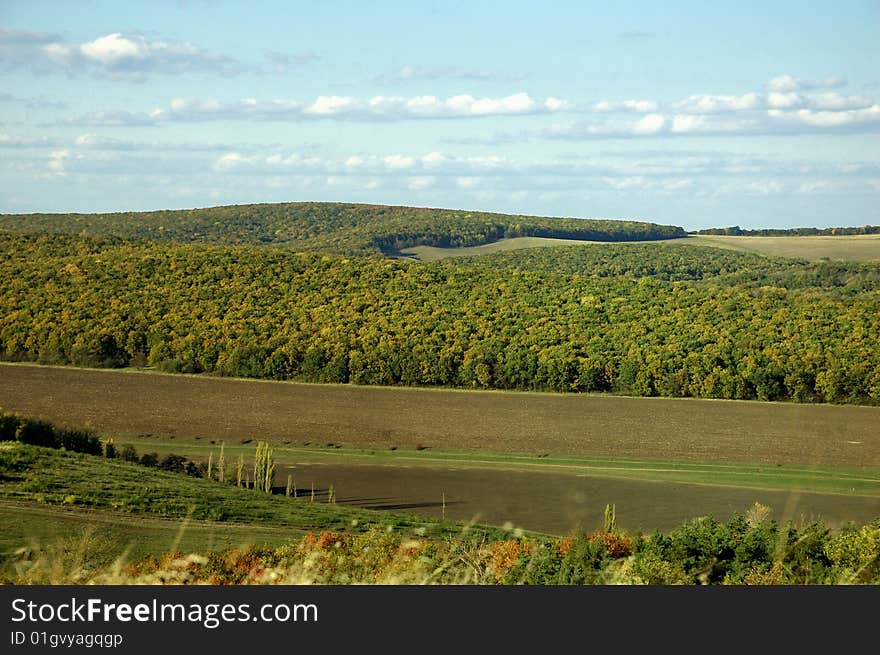 This photograph represent a green-yellow forest in autumn