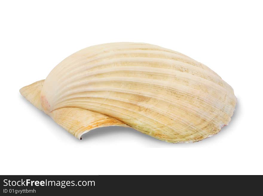 Shell