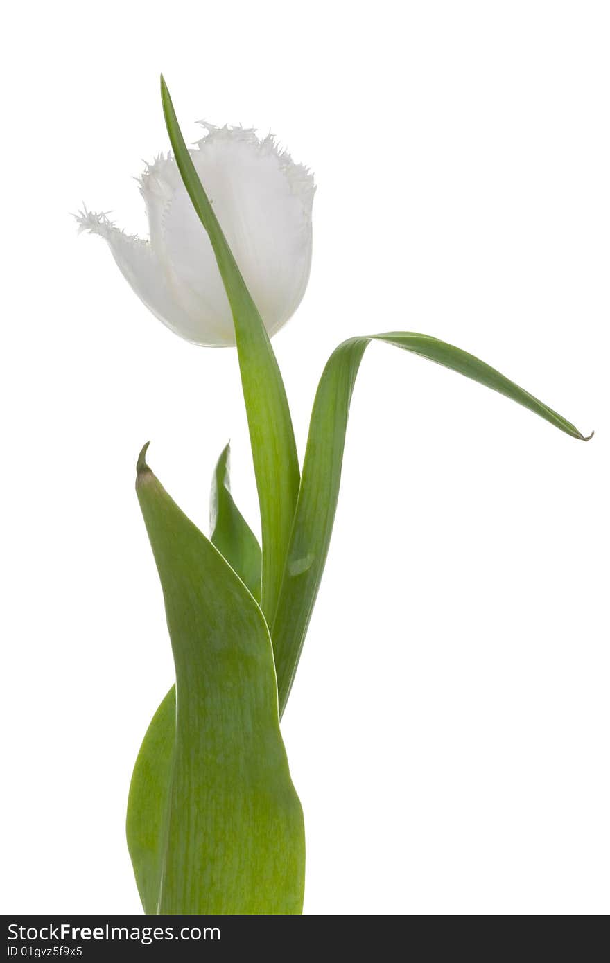 White tulip on a white background. White tulip on a white background.