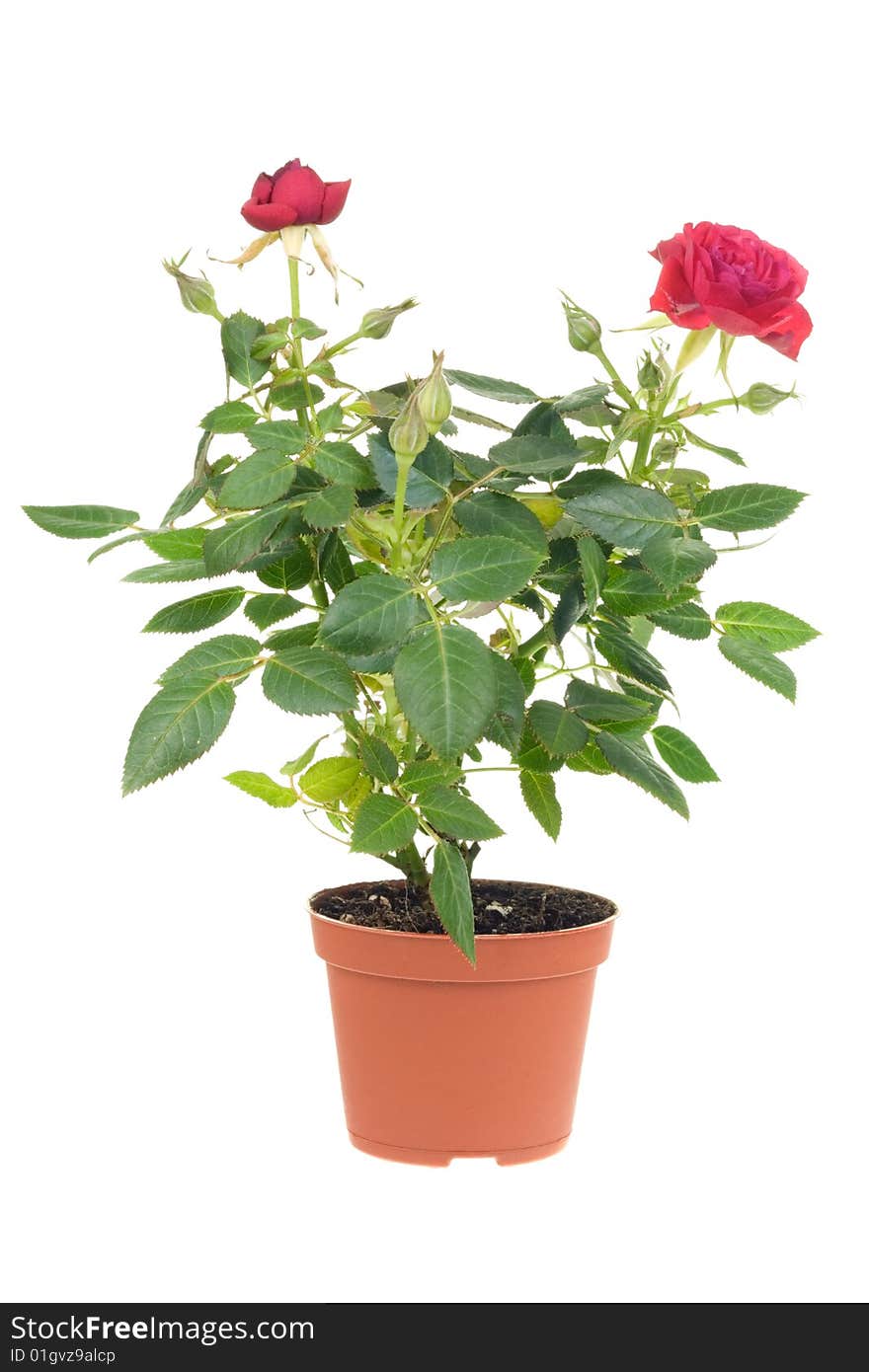 Red rose isolated on a white background. Red rose isolated on a white background.