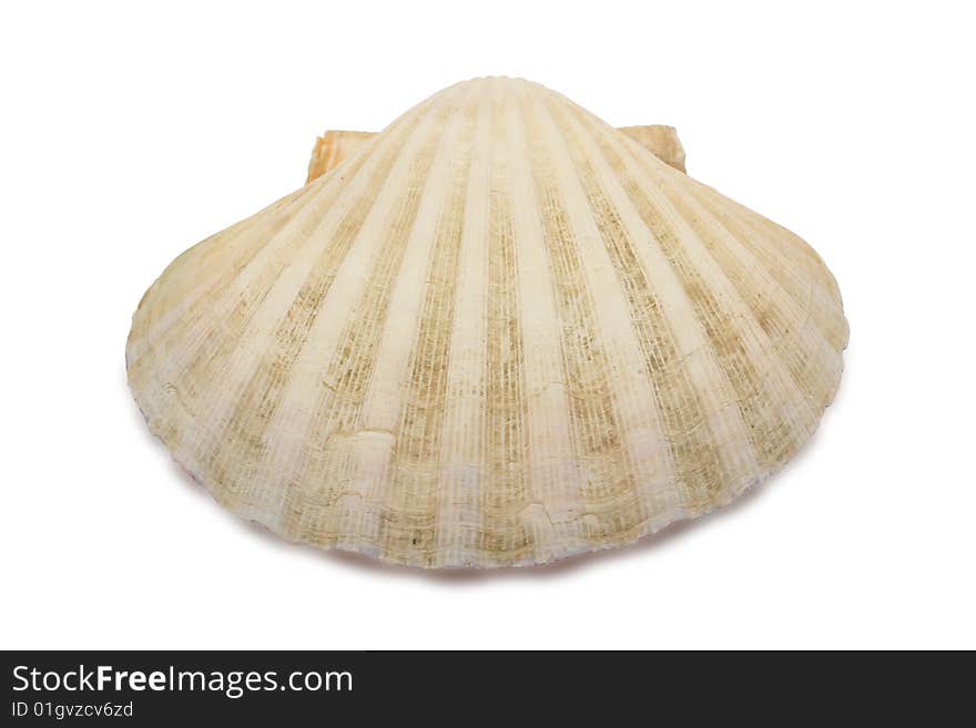 Shell