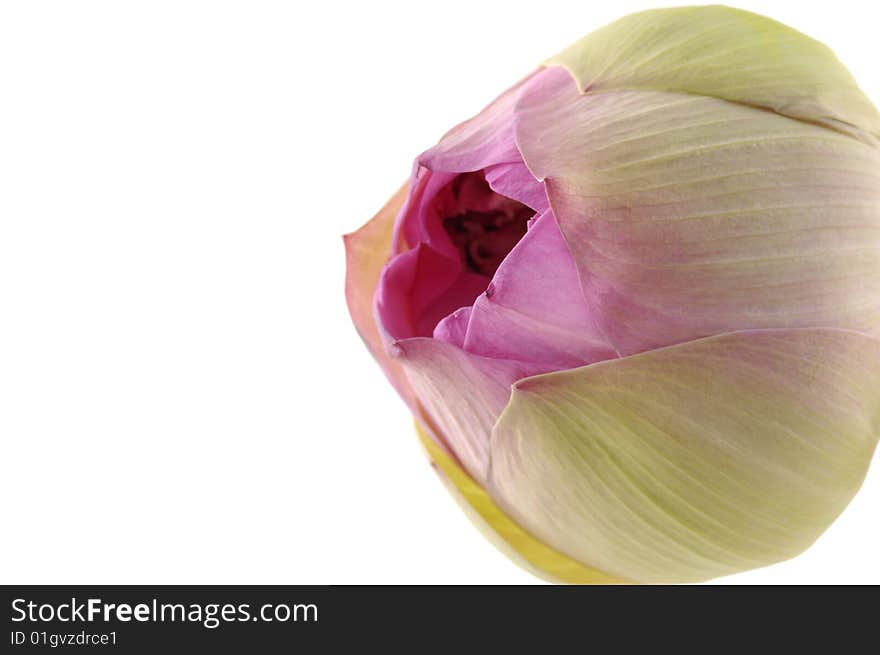 Fresh lotus on white background