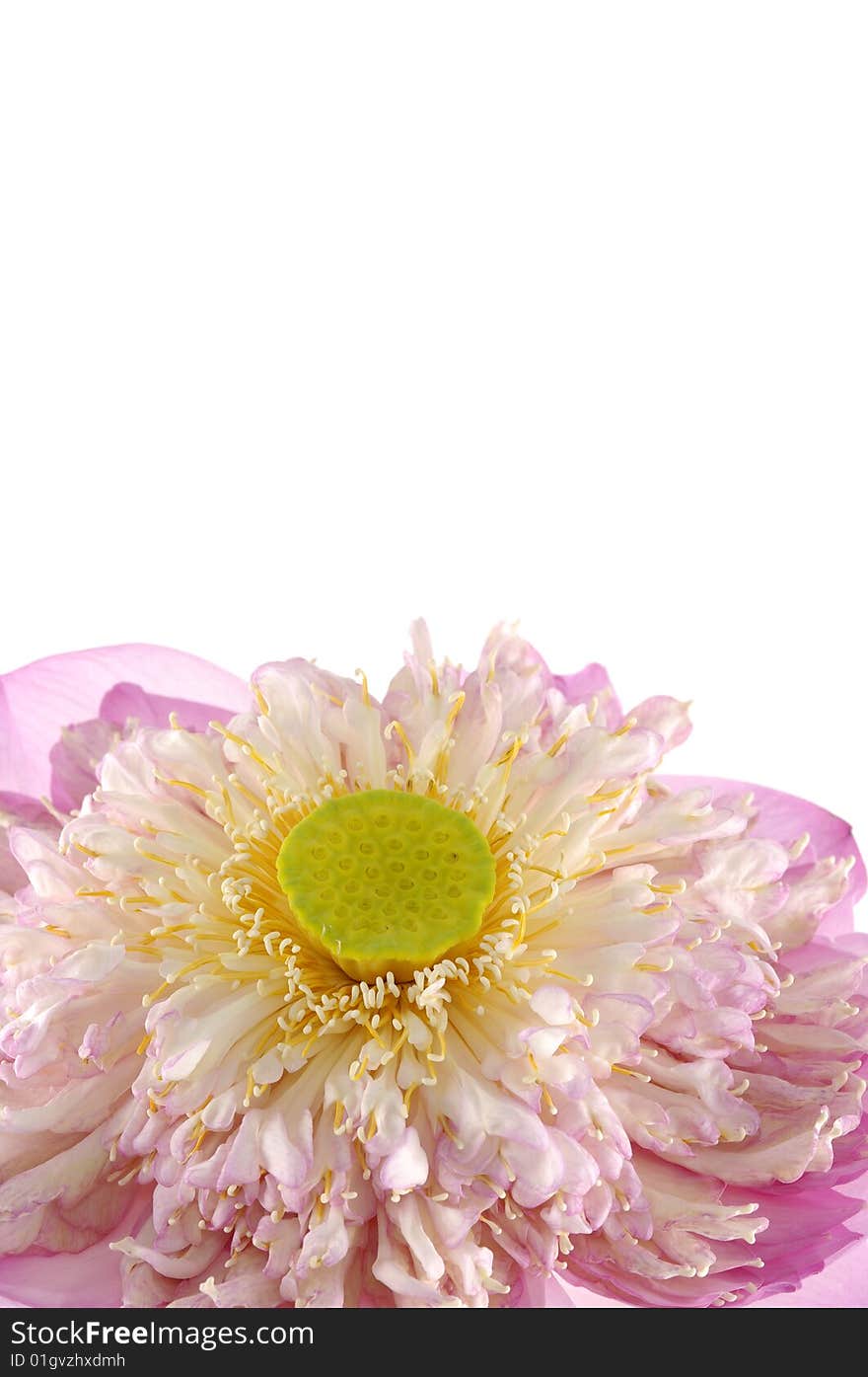 Fresh lotus on white background